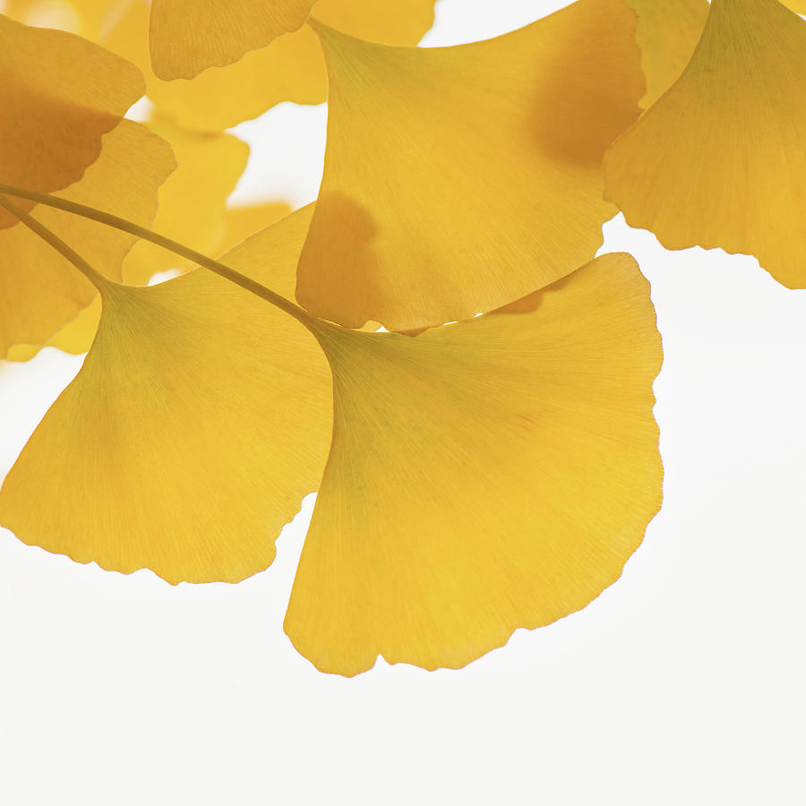 Yellow leaves of Ginkgo Photograph by Philippe Sainte-Laudy