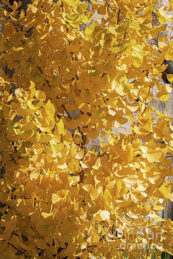 Yellow Leaves Photograph by Thomas Marchessault