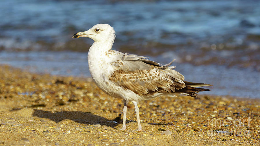 Yellow-Legged Gull Breeding Looking Left Photograph by Pablo Avanzini