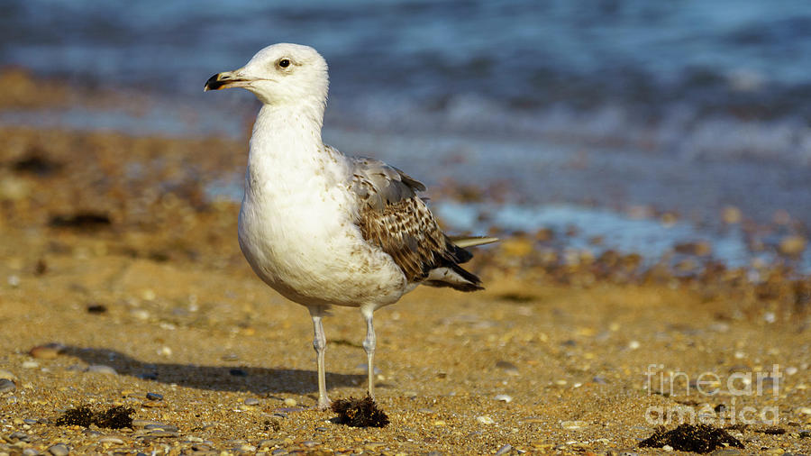 Yellow-Legged Gull Breeding Seashore Photograph by Pablo Avanzini