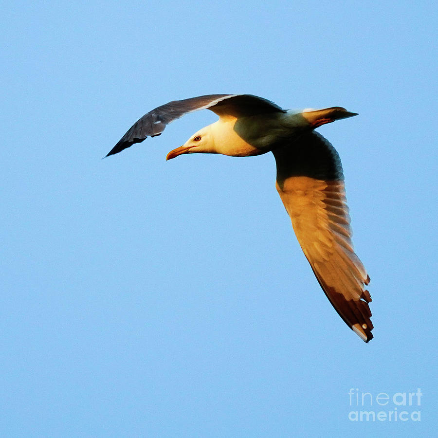 Yellow-legged Gull Flying at Sunset Photograph by Pablo Avanzini