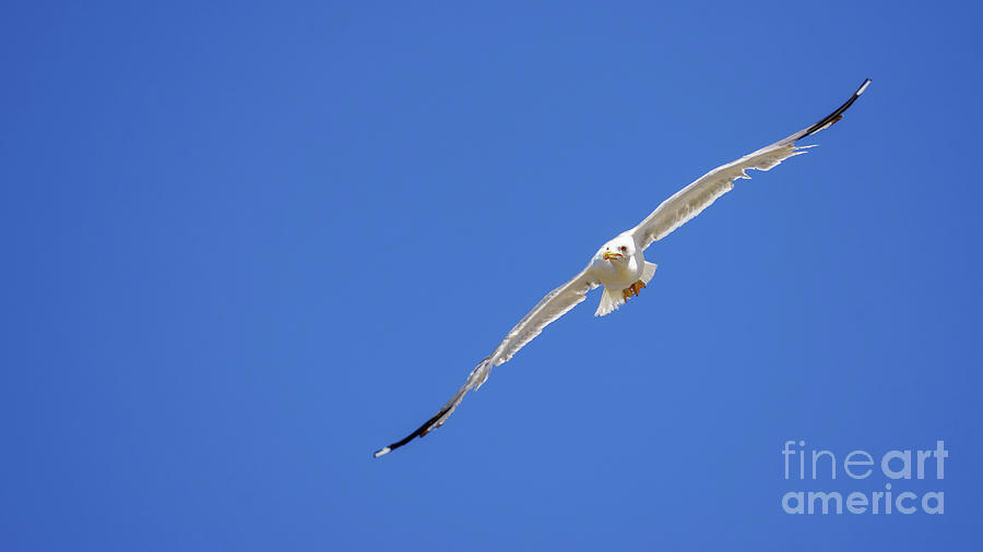 Yellow-legged Gull Flying Blue Sky Photograph by Pablo Avanzini