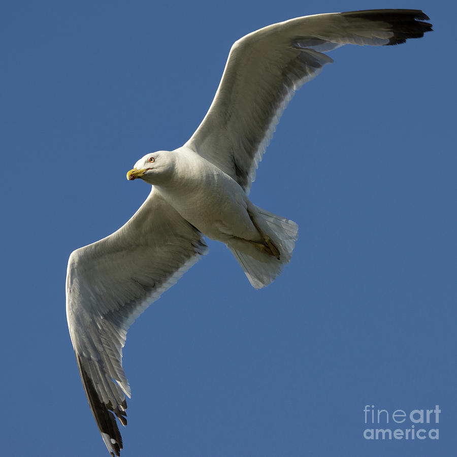 Yellow-legged Gull Flying Photograph by Pablo Avanzini