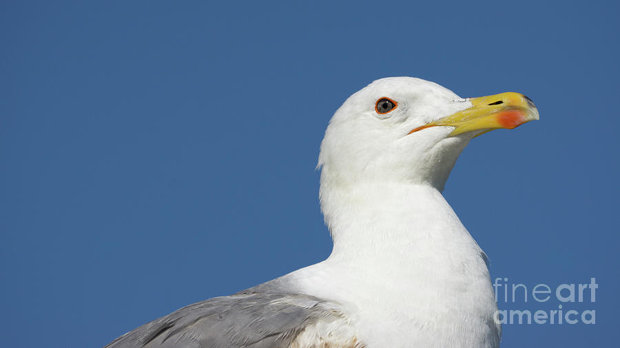 Yellow-legged Gull Head Detail Photograph by Pablo Avanzini