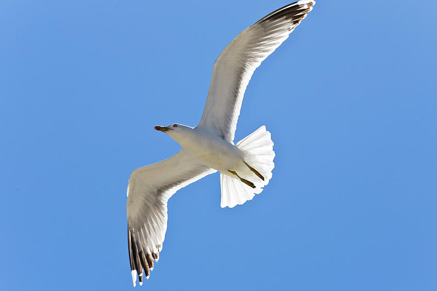 Yellow-legged Gull, Larus Cachinnans, Camargue, France, Europe ...