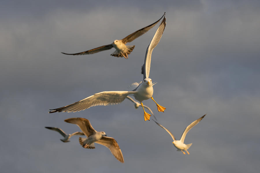 Bird Photograph - Yellow-legged Gull by Paolo Bolla
