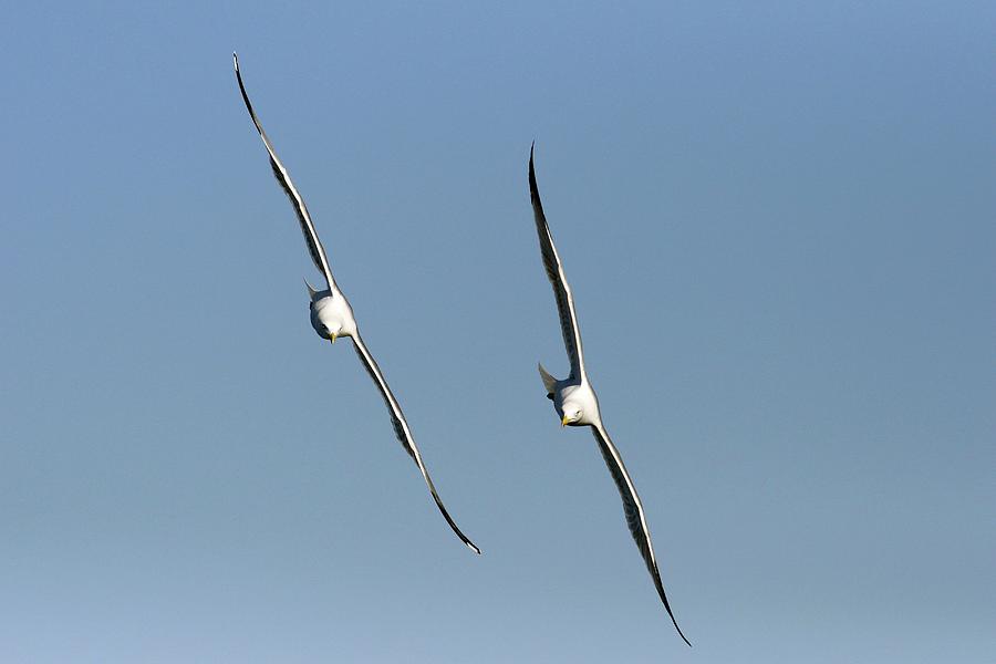 Nature Digital Art - Yellow-legged Gulls In Flight by Luigi Piccirillo
