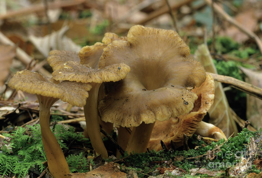 Yellow Legs Mushrooms Photograph by Science Photo Library Yellow Legs Mushrooms Photograph by Science Photo Library