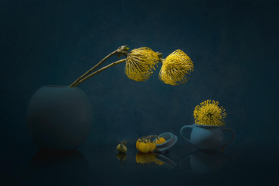 Yellow Leucospermum Photograph by Lydia Jacobs