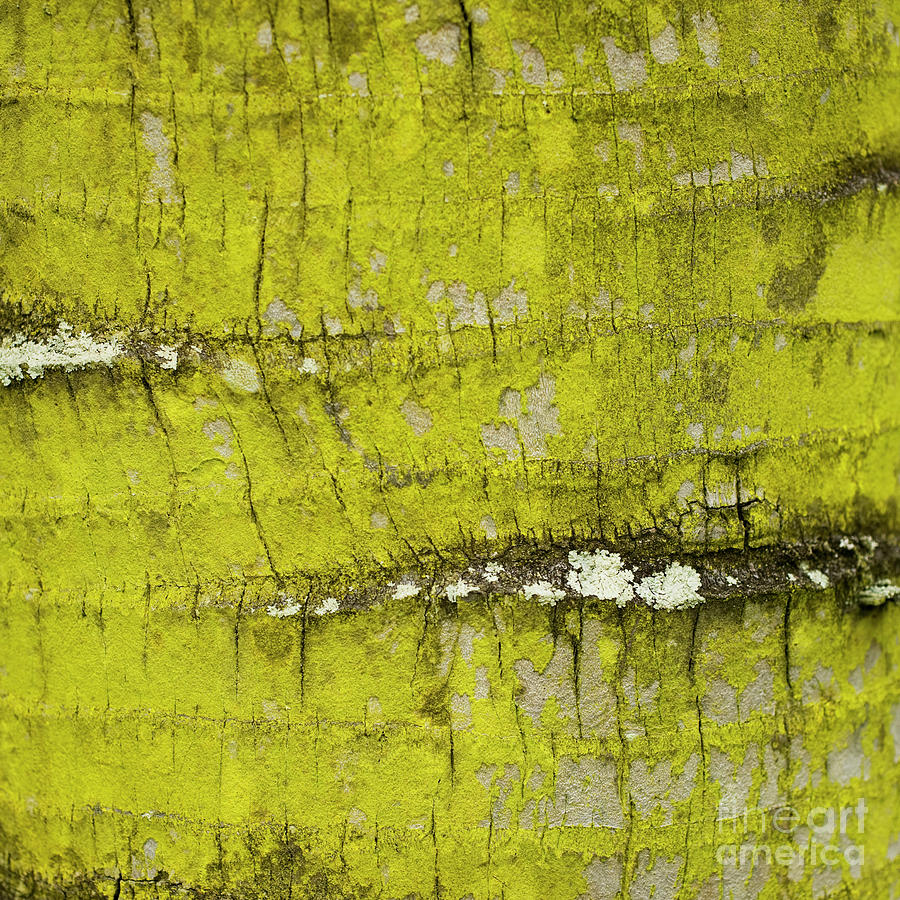 Yellow Lichen on Palm Trunk - Organic Patterns and Textures by Charmian Vistaunet Yellow Lichen on Palm Trunk - Organic Patterns and Textures by Charmian Vistaunet
