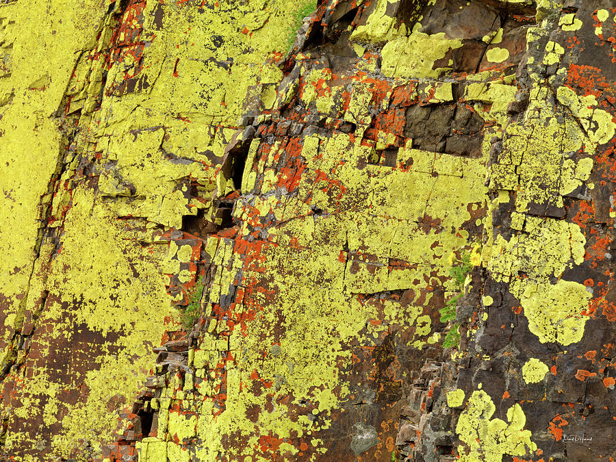 Yellow Lichens 2 Photograph by Leland D Howard