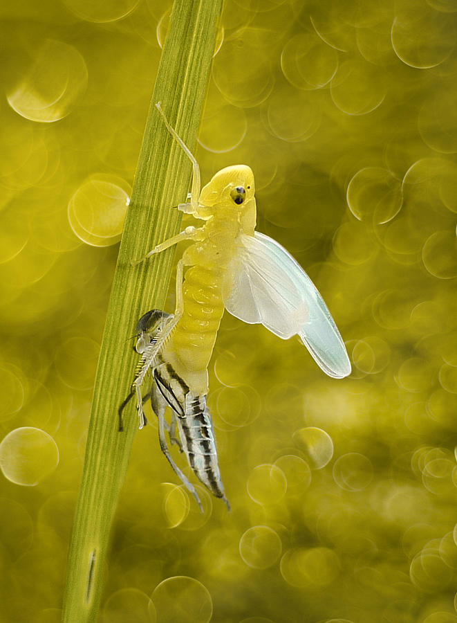 Yellow Life Photograph by Ferdinando Valverde