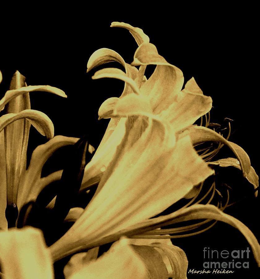 Flower Digital Art - Yellow Lilies on Black by Marsha Heiken