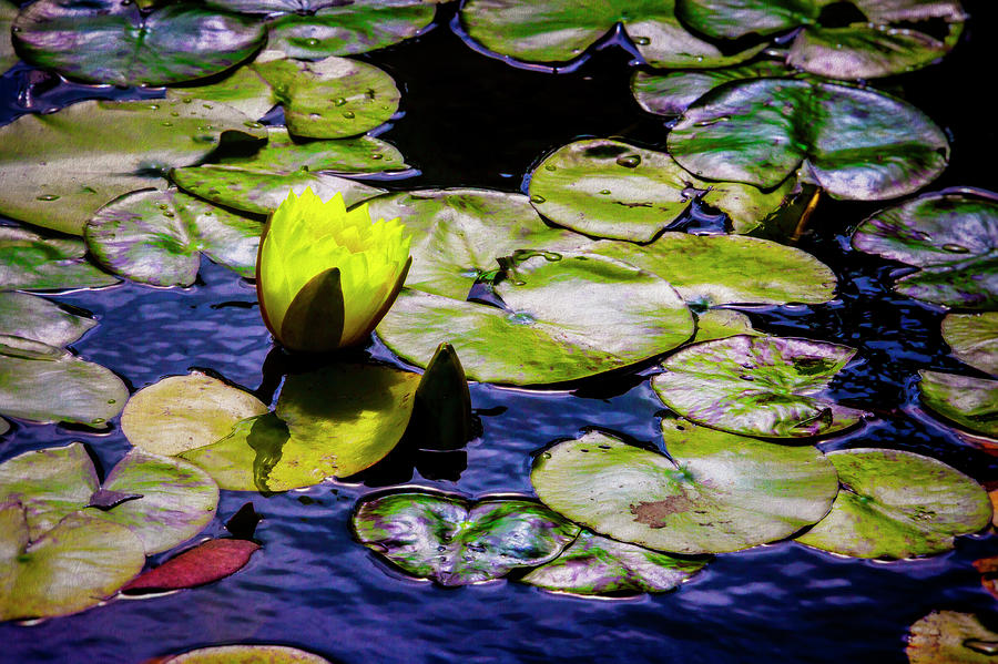 Yellow Lily And Lily Pads Photograph by Garry Gay