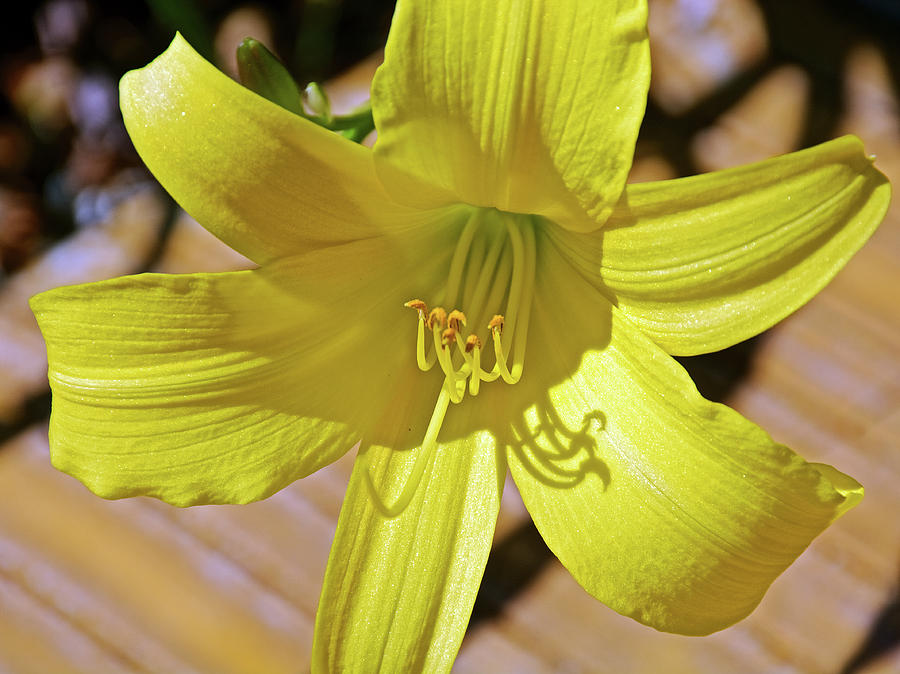 Yellow Lily at Saint Lukes Lutheran Church in Claremont, California  Photograph by Ruth Hager