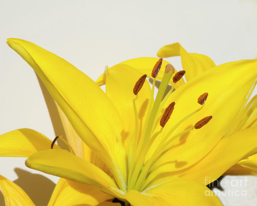 Yellow Lily Blooming Photograph by Christy Garavetto