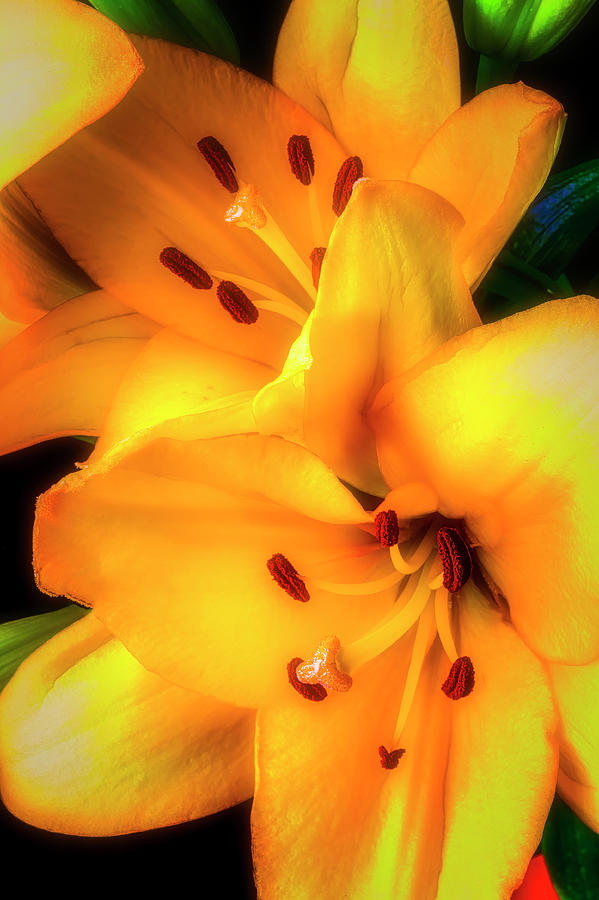 Yellow lily Bouquet Photograph by Garry Gay