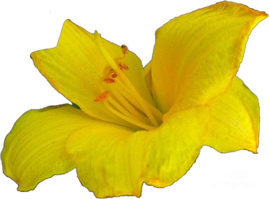Yellow Lily Flower Photograph Best for Shirts Photograph by Delynn Addams