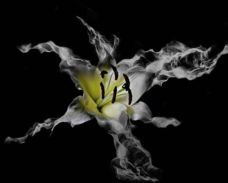 Flower Photograph - Yellow Lily by Lori Hutchison