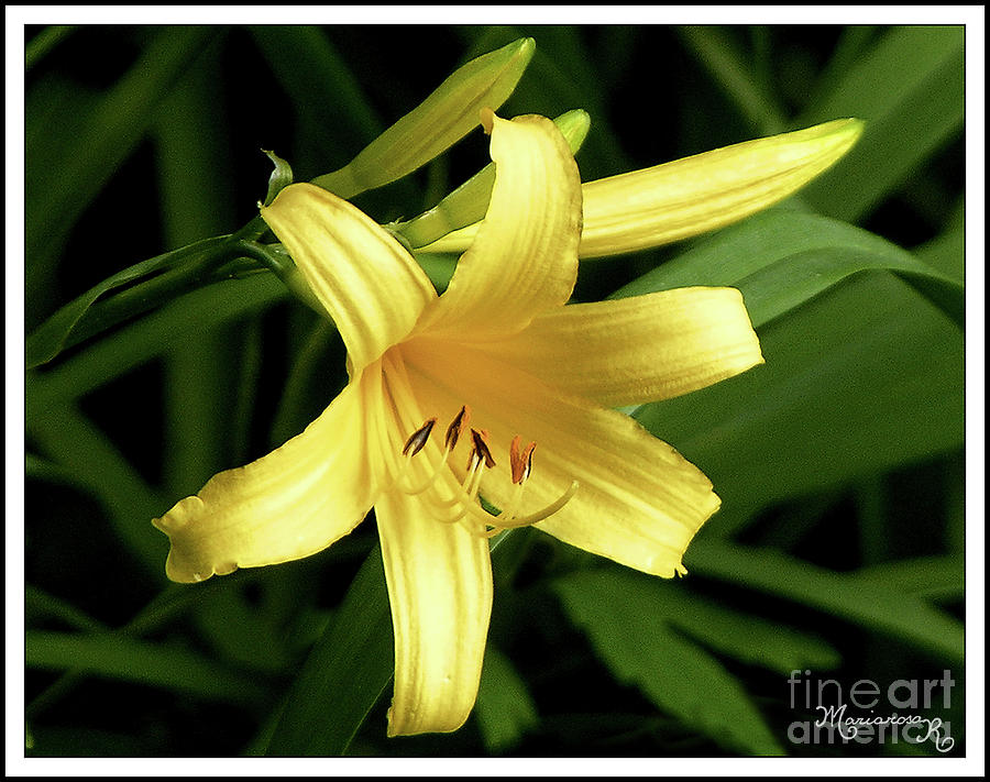 Yellow Lily Photograph by Mariarosa Rockefeller