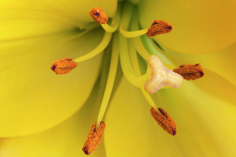 Yellow Lily, Pistil And Stamens Photograph by Roel Meijer