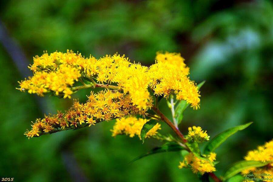 Yellow Photograph by Lisa Wooten - Fine Art America