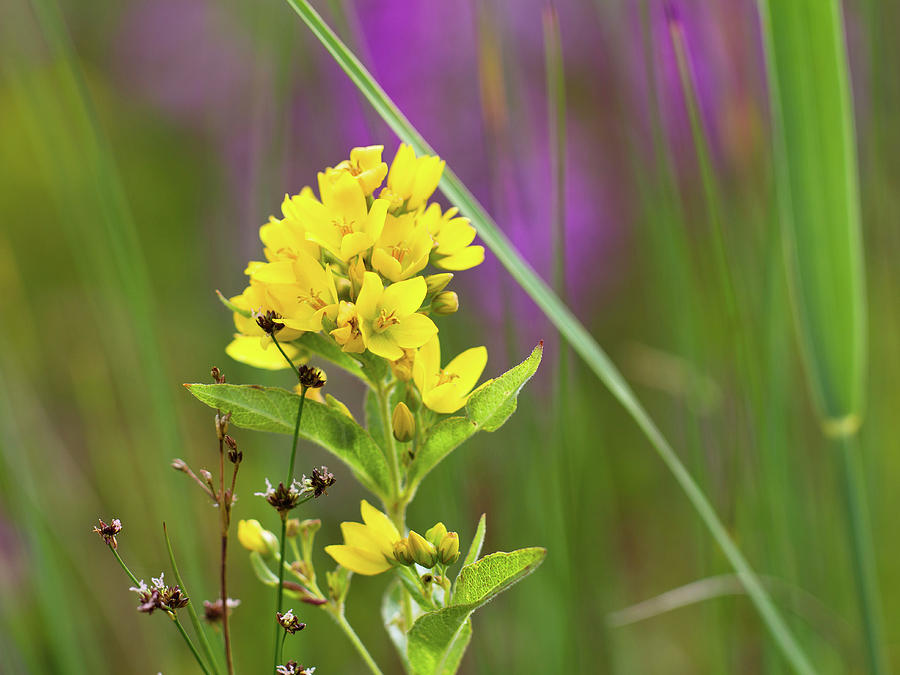 Yellow Loosestrife Photograph by Konrad Wothe