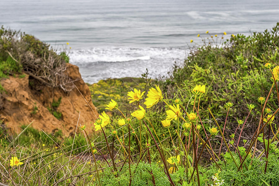 Yellow Lovlies Above The Sea Photograph by Joseph S Giacalone