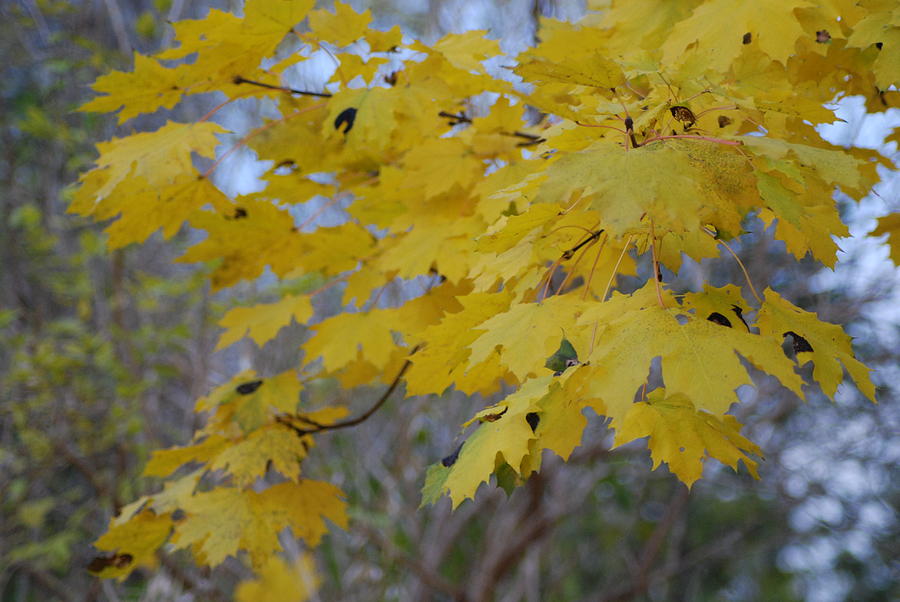 Fall Photograph - Yellow Maple Leaves by Ee Photography