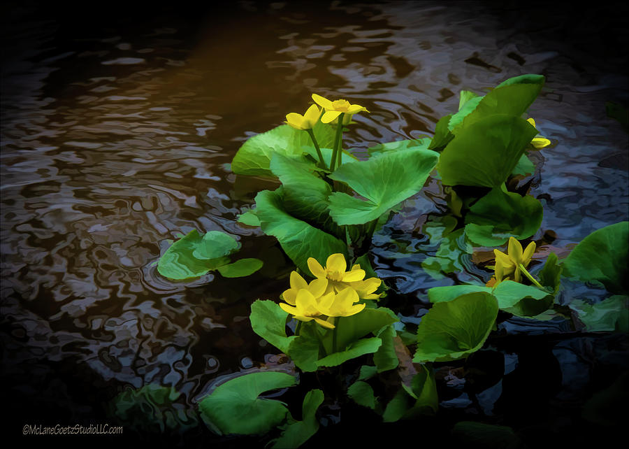 Yellow Marsh Marigolds Photograph by LeeAnn McLaneGoetz McLaneGoetzStudioLLCcom