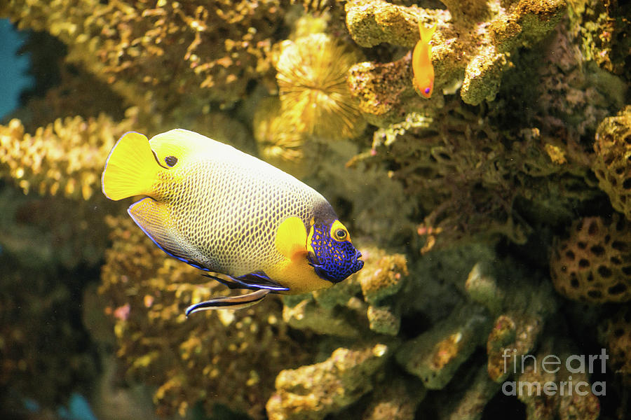 Fish Photograph - Yellow Mask Angelfish by Microgen Images/science Photo Library