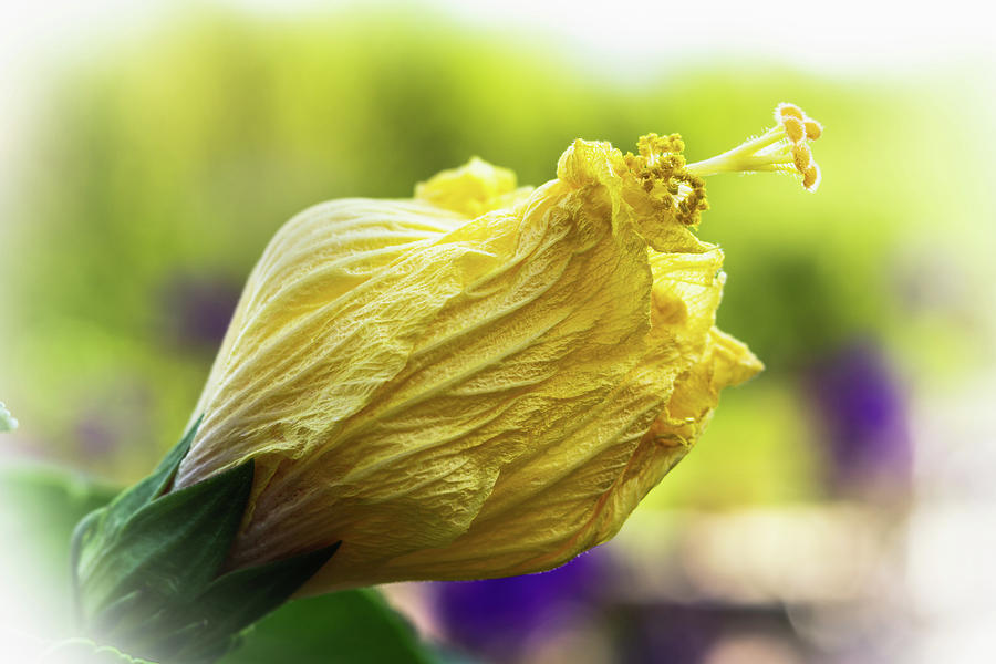 Yellow mature hibiscus  Photograph by Silvia Marcoschamer
