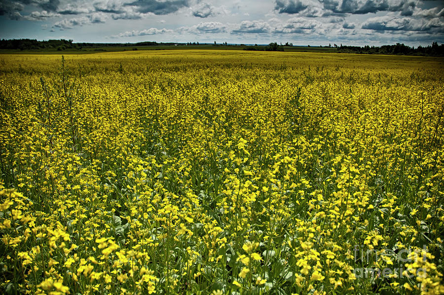 Yellow Meadow by Ruth H Curtis Yellow Meadow by Ruth H Curtis