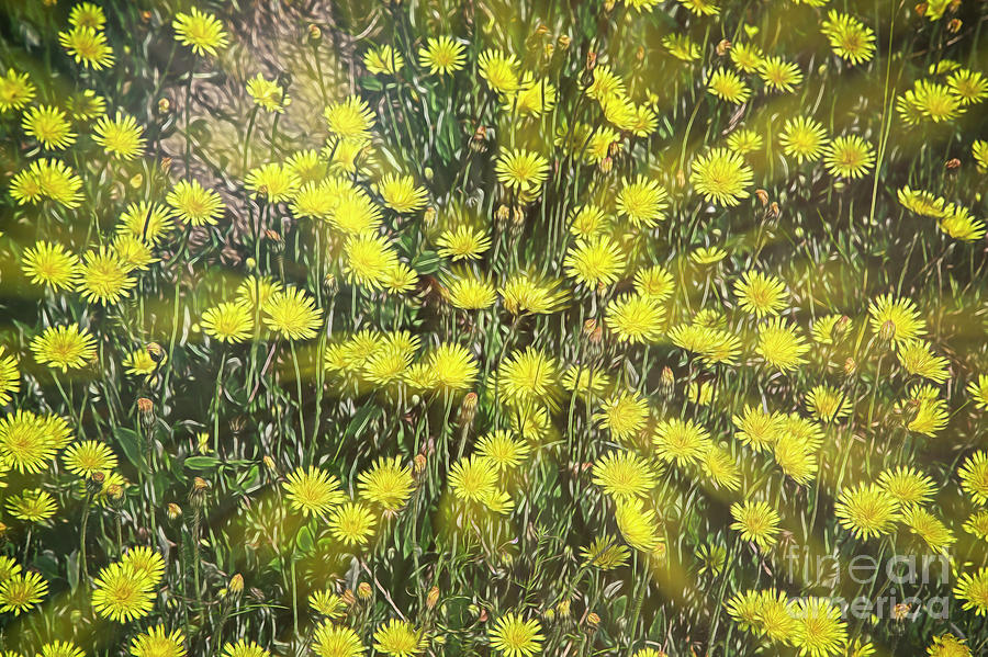 Yellow Meadow Digital Art