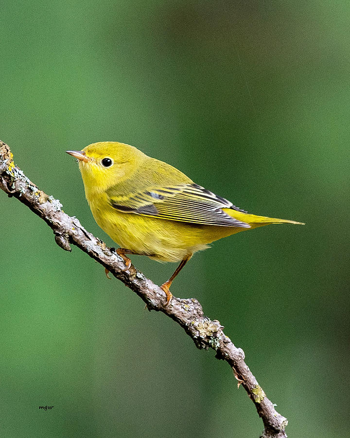 Warbler Photograph - Yellow by Michael Webb