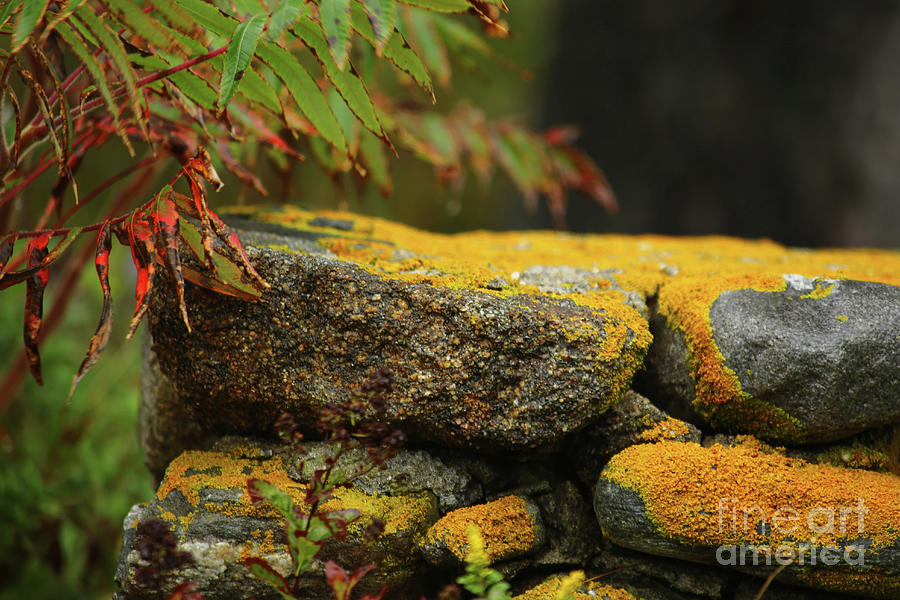 Yellow Moss Photograph by Terri Brewster