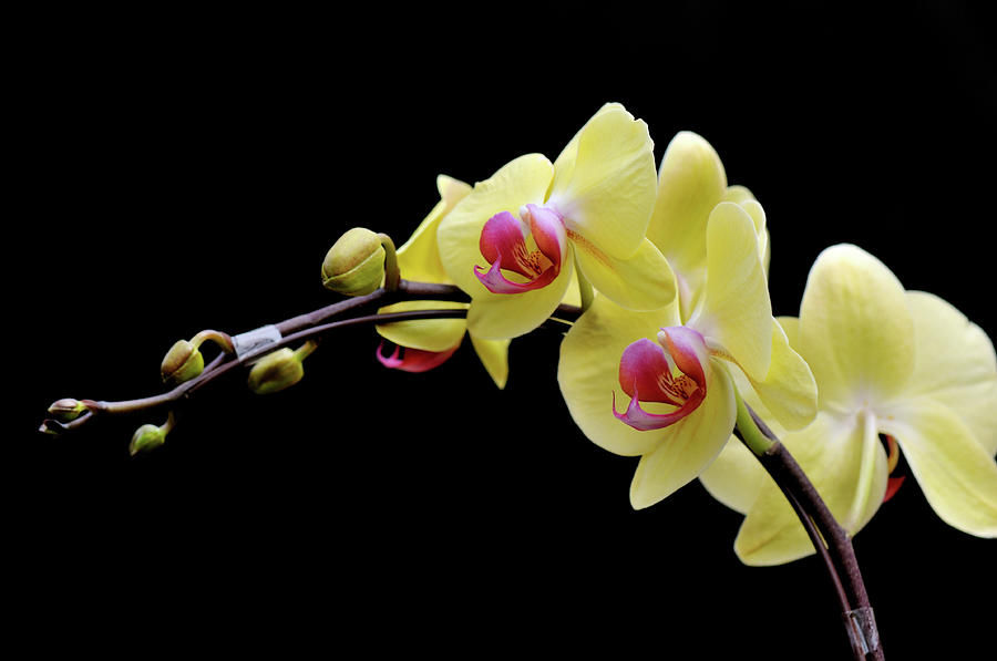 Yellow Moth Orchid Phalaenopsis Photograph by Lijuan Guo Photography