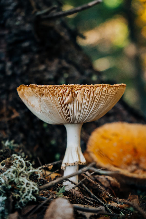 Yellow Mushroom Photograph by Vlad Chetan