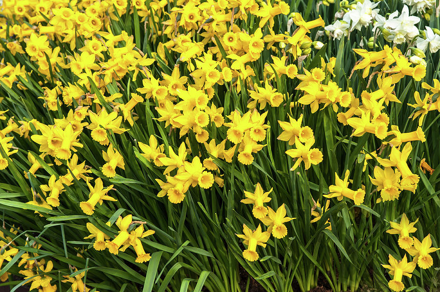 Yellow Narcissus Flowerbed Photograph by Jenny Rainbow
