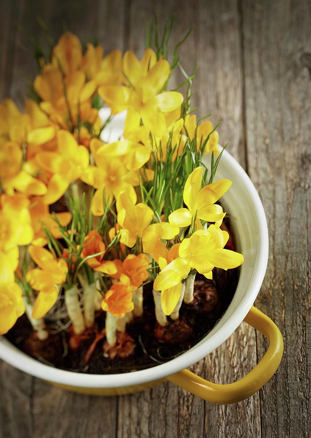 Yellow Narcissus In Ceramic Pot Photograph by Michael Lffler