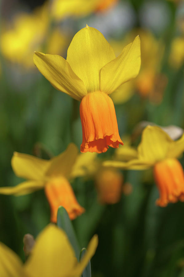 Yellow Narcissus Jetfire 2 Photograph by Jenny Rainbow