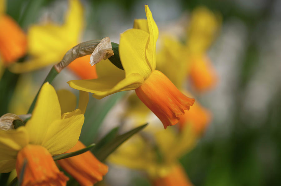 Yellow Narcissus Jetfire 3 Photograph by Jenny Rainbow