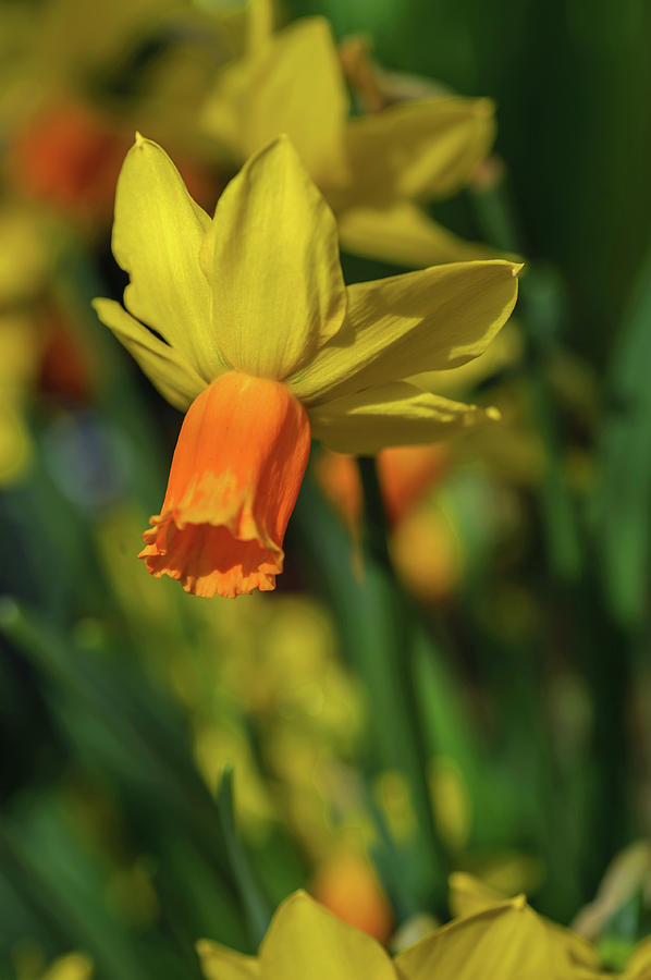 Yellow Narcissus Jetfire 5 Photograph by Jenny Rainbow