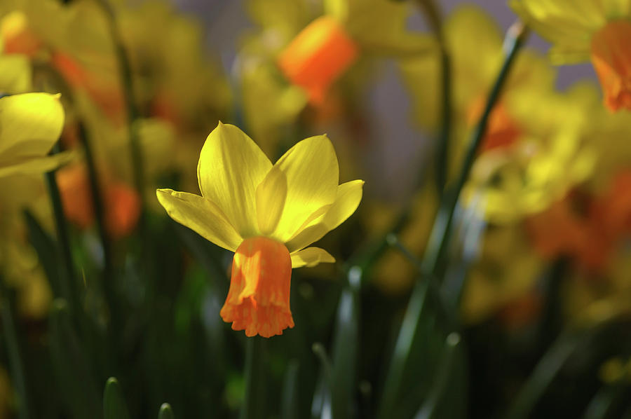 Yellow Narcissus Jetfire Photograph by Jenny Rainbow