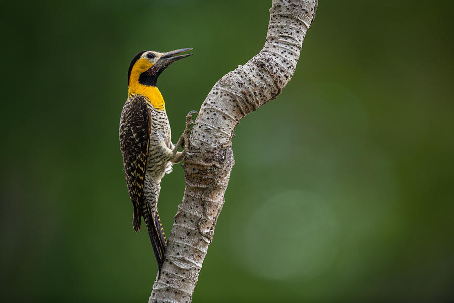 Bird Photograph - Yellow Neck by Massimo Felici