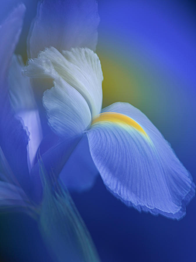Yellow On Blue Iris Petal Photograph by Ellie Fei