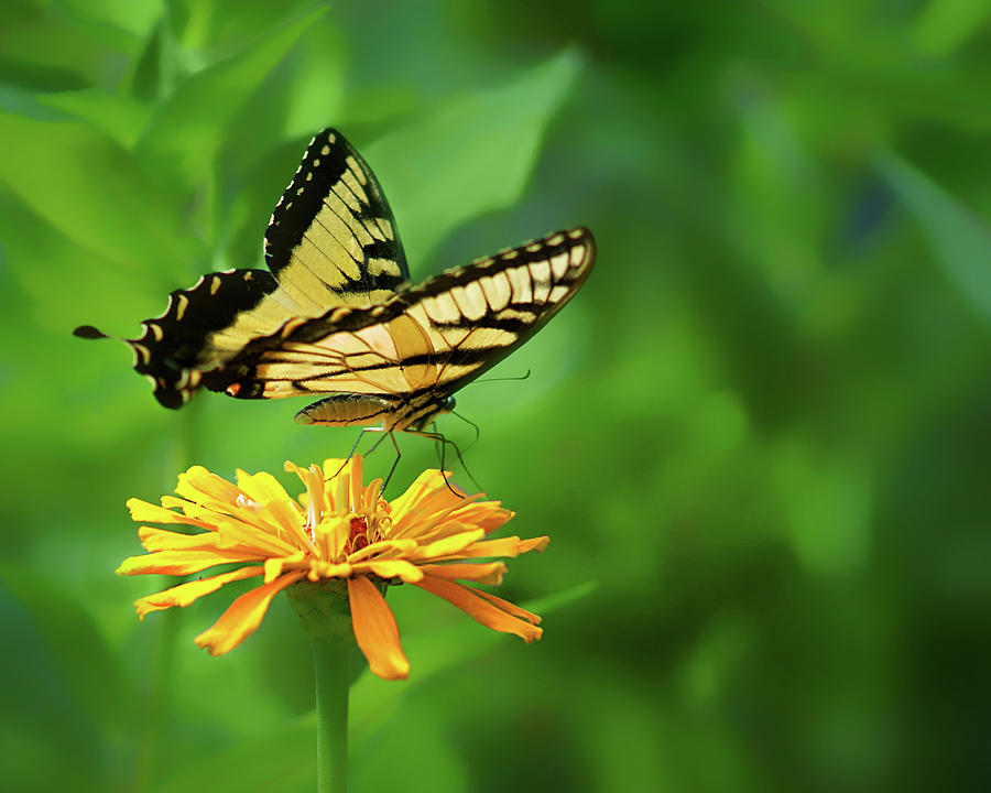 Yellow on Yellow - Swallowtail Photograph by Nikolyn McDonald
