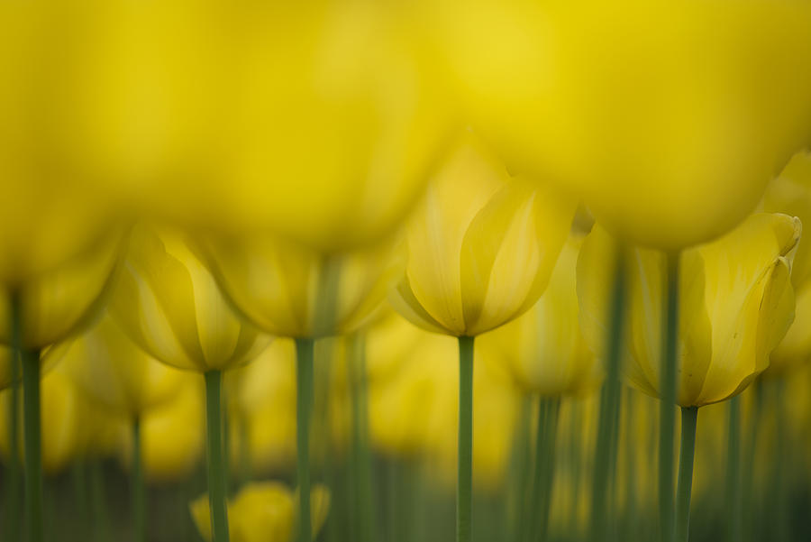 Tulip Photograph - Yellow One Color by Takashi Suzuki