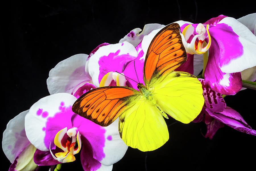 Yellow Orange Butterfly On Orchids Photograph by Garry Gay