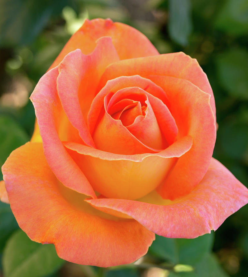 Yellow Orange Pink Rose Photograph by Laurie Sayward - Pixels